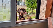 Arès participe au concours pour gagner de l'argent avec cette photo : dog, window, paws, garden, tree, backpack, pen_holder, pens, pencils, desk, open_window, curious, brown_dog, outdoor, indoor, house, fence, sky, wall, wood