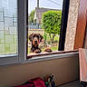 dog, window, paws, garden, tree, backpack, pen_holder, pens, pencils, desk, open_window, curious, brown_dog, outdoor, indoor, house, fence, sky, wall, wood