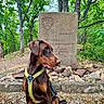 Arès participe au concours pour gagner de l'argent avec cette photo : dog, doberman, harness, forest, trees, stone_monument, rock, outdoor, nature, greenery, leaves, path, animal, pet, sitting, canine, daylight, scenery, park, wildlife
