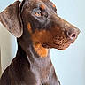 dog, doberman, pet, animal, portrait, side_view, brown_coat, short_fur, ears, nose, indoor, calm, profile, muzzle, canine, domestic_animal, closeup, background, wall, looking_away
