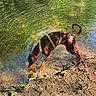 Arès participe au concours pour gagner de l'argent avec cette photo : dog, brown_dog, water, stream, riverbank, harness, leash, outdoor, nature, ripples, reflection, soil, rocks, sunlight, curious, pet, animal, canine, daytime, exploring