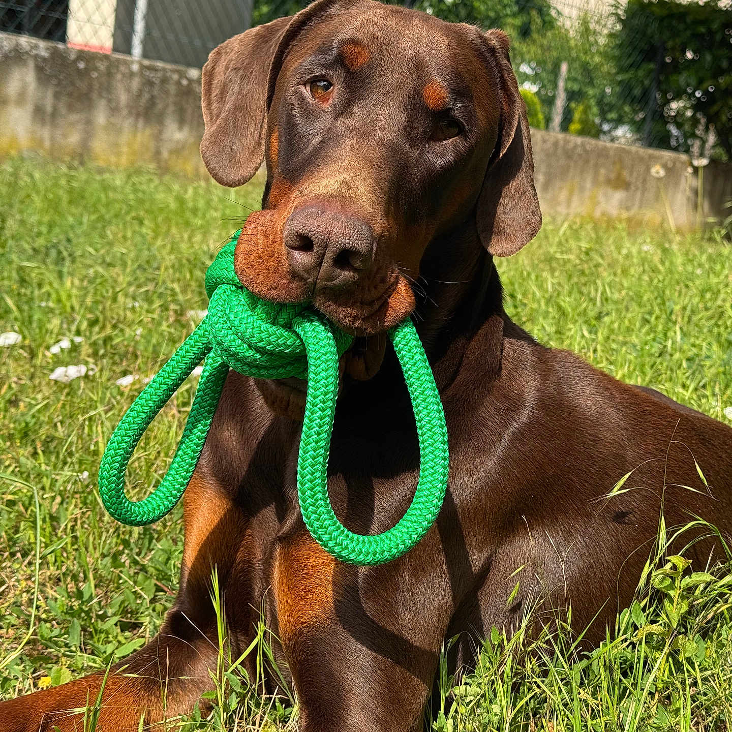 Arès participe au concours pour gagner de l'argent avec cette photo : doberman, dog, pet, grass, toy, green_toy, outdoor, sunlight, playful, animal, canine, brown_dog, lying_down, ears, snout, fur, nature, summer, backyard, daylight