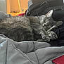 Sage Marie Jackson is registered to the contest to win money with this photo: cat, gray_cat, sleeping, indoor, blanket, cozy, pet, feline, fur, relaxed, napping, whiskers, paws, resting, soft, comfort, bedroom, domestic_animal, animal, cute