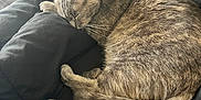 Sage Marie Jackson is registered to the contest to win money with this photo: cat, sleeping, grey_tabby, fur, whiskers, blanket, black_blanket, cozy, indoor, pet, animal, resting, curled_up, soft_texture, peaceful, nap, feline, close_up, cute, domestic_cat