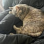 cat, sleeping, grey_tabby, fur, whiskers, blanket, black_blanket, cozy, indoor, pet, animal, resting, curled_up, soft_texture, peaceful, nap, feline, close_up, cute, domestic_cat