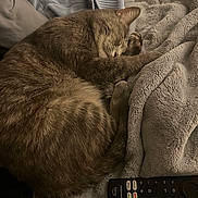Sage Marie Jackson joined the competition — help win amazing prizes! cat, sleeping, blanket, remote_control, fur, cozy, indoor, resting, pet, soft_texture, gray, tabby, curled_up, paw, electronics, fabric, relaxation, home, comfort, clothing