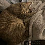 cat, sleeping, blanket, remote_control, fur, cozy, indoor, resting, pet, soft_texture, gray, tabby, curled_up, paw, electronics, fabric, relaxation, home, comfort, clothing