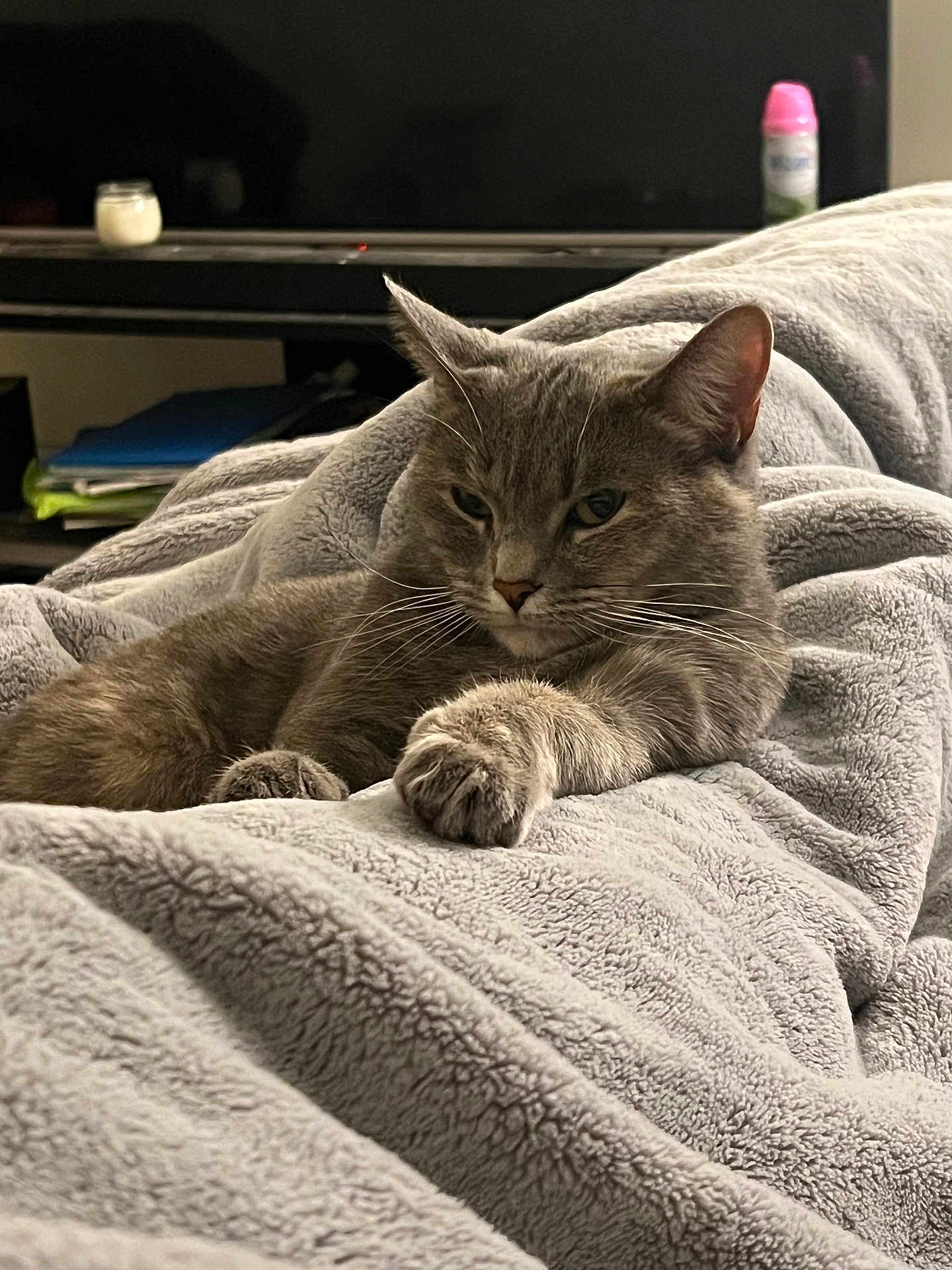 Sage Marie Jackson joined the competition — help win amazing prizes! cat, gray_cat, feline, pet, animal, blanket, soft_texture, indoor, relaxed, resting, fur, whiskers, ears, paws, cozy, home, comfort, living_room, furniture, domestic