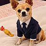bed, black_eyes, blanket, brown_fur, camera_facing, chihuahua, cute, dog, dressed_up, funny, indoor, large_ears, pet, portrait, rubber_chicken, sitting, small_dog, suit, tie, toy