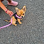 dog, puppy, small_dog, pink_harness, leash, hand, bracelets, footwear, pink_shoes, asphalt, outdoor, pet, canine, cute, looking_up, animal, walking, person, skin, paw