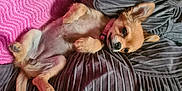 Aika participe au concours pour gagner de l'argent avec cette photo : dog, puppy, lying_down, blanket, pink, gray, fur, pet, relaxed, cute, small_dog, ear_up, indoor, resting, human_arm, cozy, texture, sleepy, companion, animal