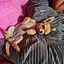 dog, puppy, lying_down, blanket, pink, gray, fur, pet, relaxed, cute, small_dog, ear_up, indoor, resting, human_arm, cozy, texture, sleepy, companion, animal
