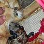 puppy, dog, paw, hand, blanket, fur, fuzzy, red, brown, closeup, sleeping, cozy, pet, animal, soft, cute, resting, warm, snuggle, indoor
