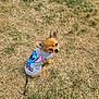 dog, small_dog, chihuahua, pet, animal, grass, dry_grass, shirt, clothing, outdoor, looking_back, cute, ears, tail, sitting, nature, daylight, fur, canine, portrait