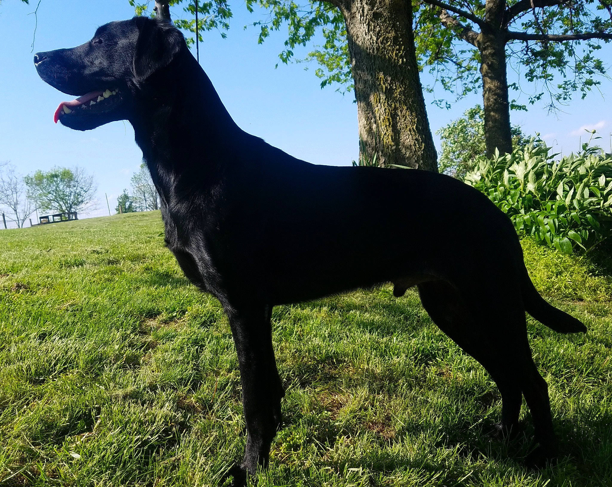 Buck is registered to the contest to win money with this photo: canidae, carnivore, collar, companion_dog, dog, dog_breed, dog_collar, fawn, grass, gun_dog, liver, metal, plant, sky, snout, sporting_group, tail, terrestrial_animal, tree, working_animal