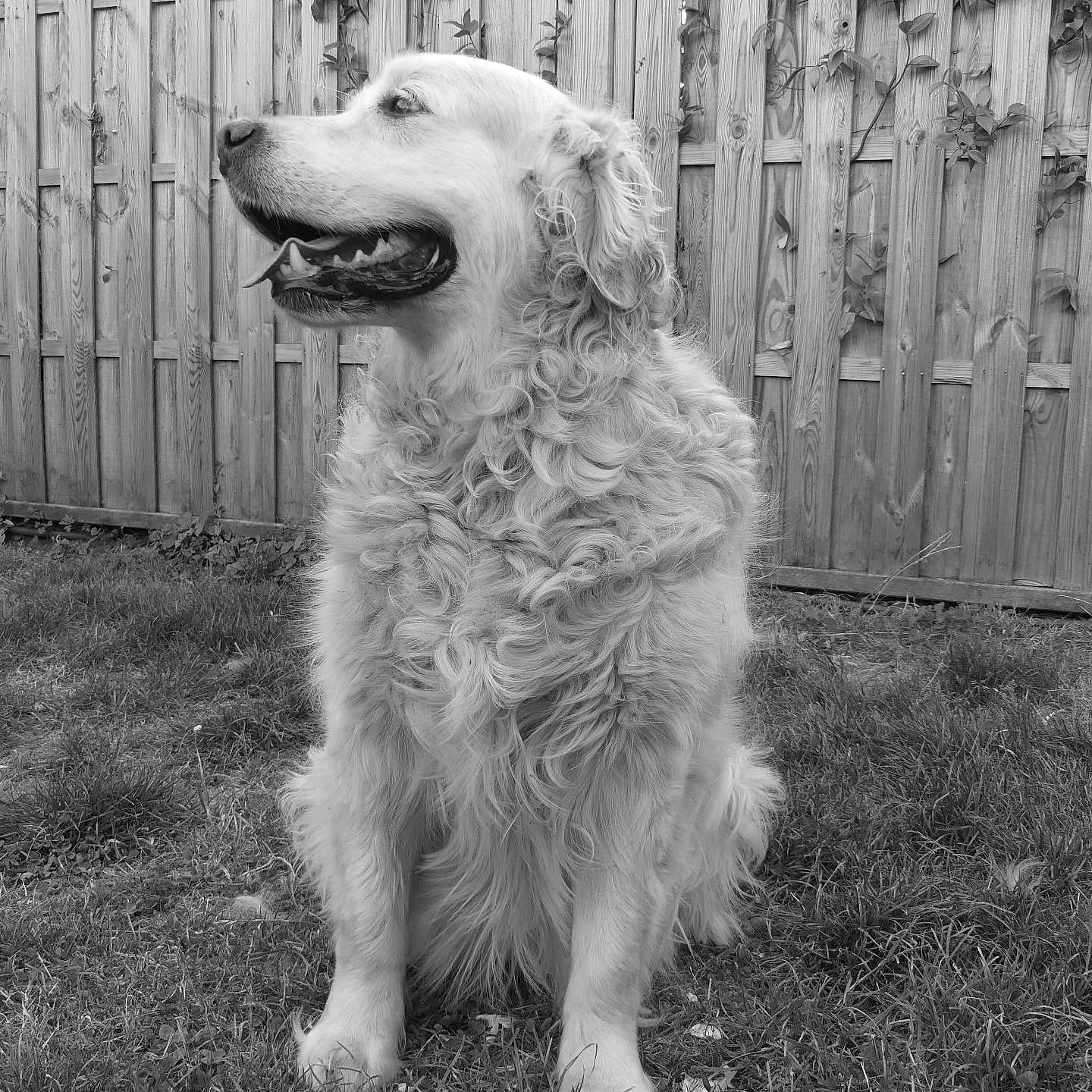 Oslo participe au concours pour gagner de l'argent avec cette photo : animal, black_and_white, calm, canine, companion, dog, fence, friendly, fur, golden_retriever, grass, happy, nature, outdoor, panting, pet, portrait, sitting, vine, wooden_fence