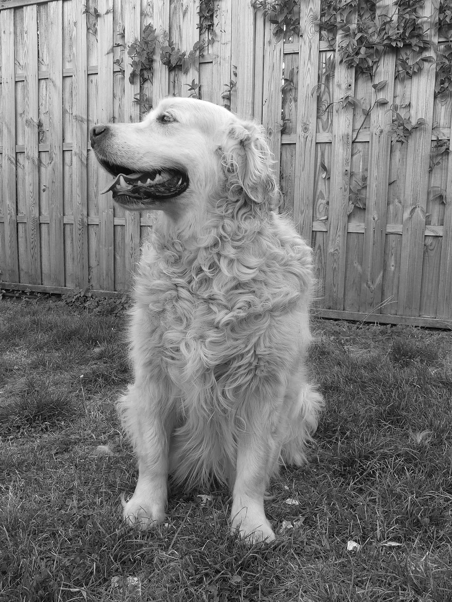 Oslo participe au concours pour gagner de l'argent avec cette photo : dog, golden_retriever, grass, outdoor, fence, wooden_fence, vine, pet, animal, sitting, panting, happy, fur, canine, portrait, black_and_white, nature, companion, friendly, calm