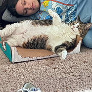 Luna joined the competition — help win amazing prizes! cat, person, cardboard_box, carpet, sneakers, relaxing, indoor, casual_clothing, sleeping, resting, pet, feline, comfort, home, floor, lounging, tabby_cat, blue_shirt, human_face, cozy