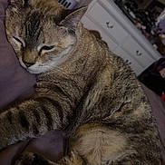 Baby Kitty joined the competition — help win amazing prizes! animal, bed, cat, closeup, comfortable, cozy, domestic, feline, fur, home, indoor, mammal, paw, pet, relaxed, resting, sleeping, striped, tabby, whiskers