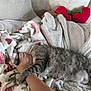 Baby Kitty is registered to the contest to win money with this photo: animal, arm, bed, blanket, cat, comfort, cozy, fur, furniture, heart_shaped_pillow, home, indoor, person, pet, pillow, resting, sleeping, snuggling, soft_texture, tabby_cat
