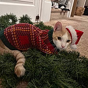 Colby is registered to the contest to win money with this photo: cat, sweater, santa_hat, wreath, carpet, indoor, holiday, festive, decorations, pet, cute, cozy, red, green, white, animal, fur, whiskers, tail, curious