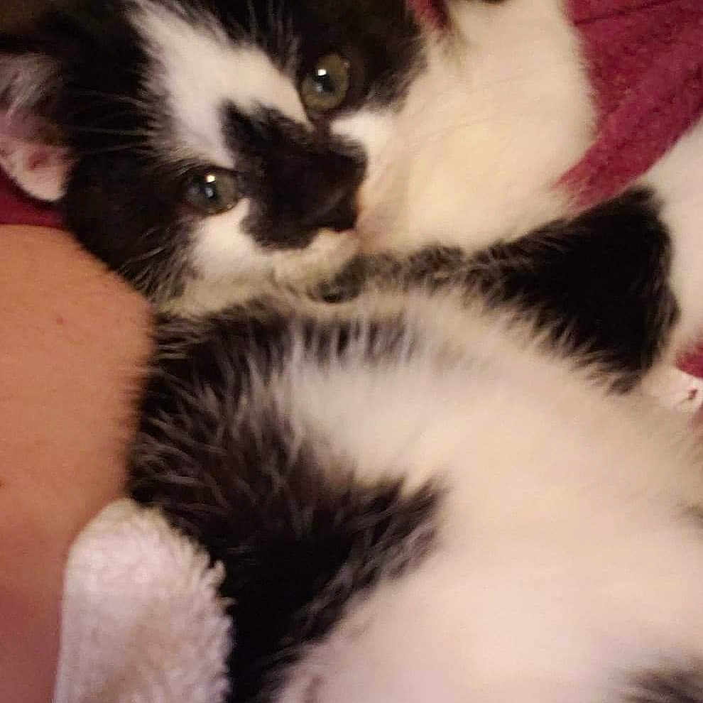 Loki