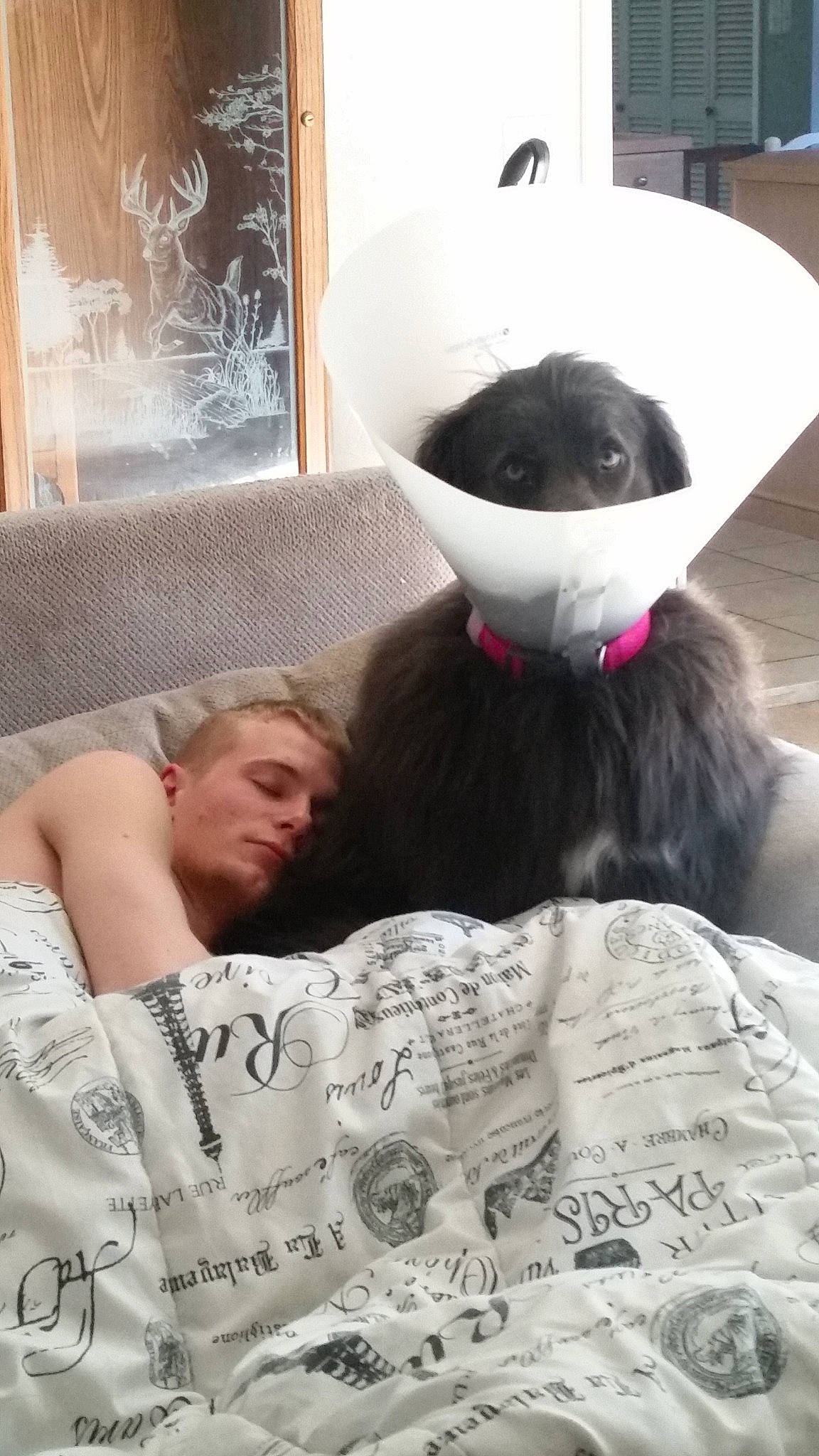 Nita joined the competition — help win amazing prizes! canidae, comfort, companion_dog, ear, nap, non_sporting_group, person, selfie, sporting_group