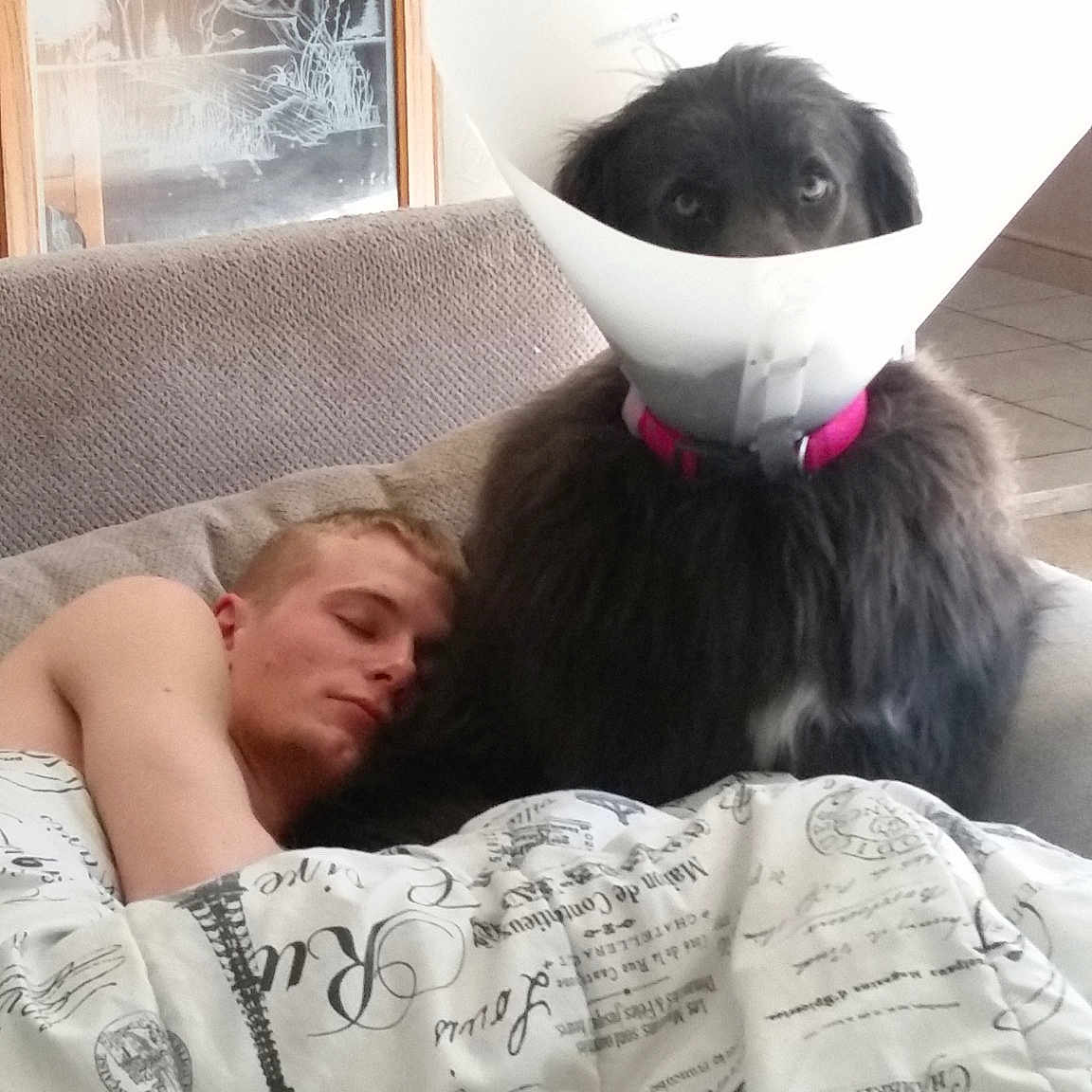Nita joined the competition — help win amazing prizes! canidae, comfort, companion_dog, ear, nap, non_sporting_group, person, selfie, sporting_group