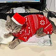 Clutch Kitty is registered to the contest to win money with this photo: animal, blanket, cat, clothing, computer, computerhardware, computerkeyboard, desk, electronics, furniture, hardware, hat, kitten, laptop, monitor, mouse, pc, pet, screen, table