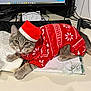 animal, blanket, cat, clothing, computer, computerhardware, computerkeyboard, desk, electronics, furniture, hardware, hat, kitten, laptop, monitor, mouse, pc, pet, screen, table