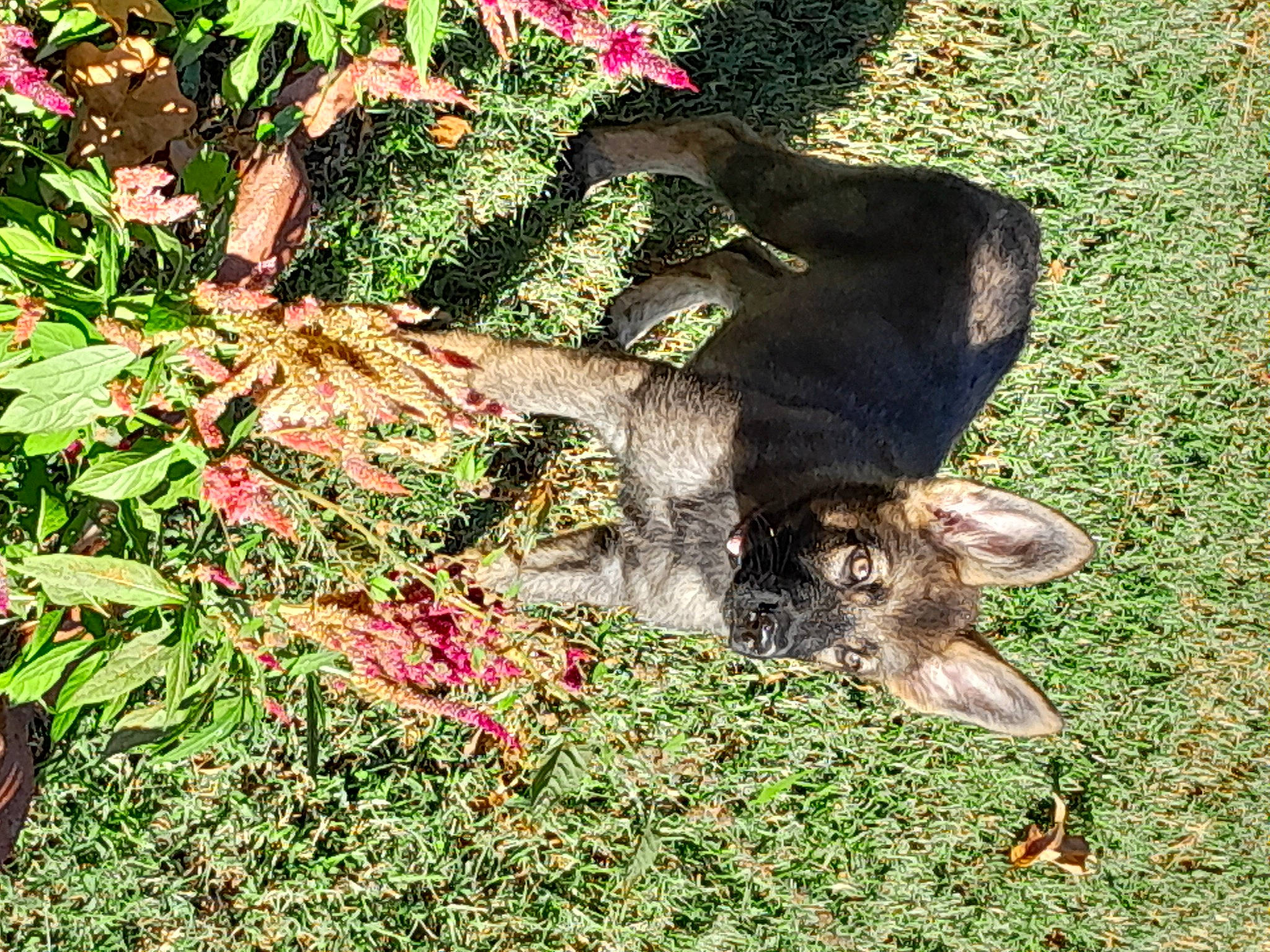 Jaxx joined the competition — help win amazing prizes! annual_plant, carmine, carnivore, dog, dog_breed, fawn, flower, garden, grass, groundcover, plant, shrub, soil, sporting_group, tail, terrestrial_animal, terrestrial_plant, tree, trunk