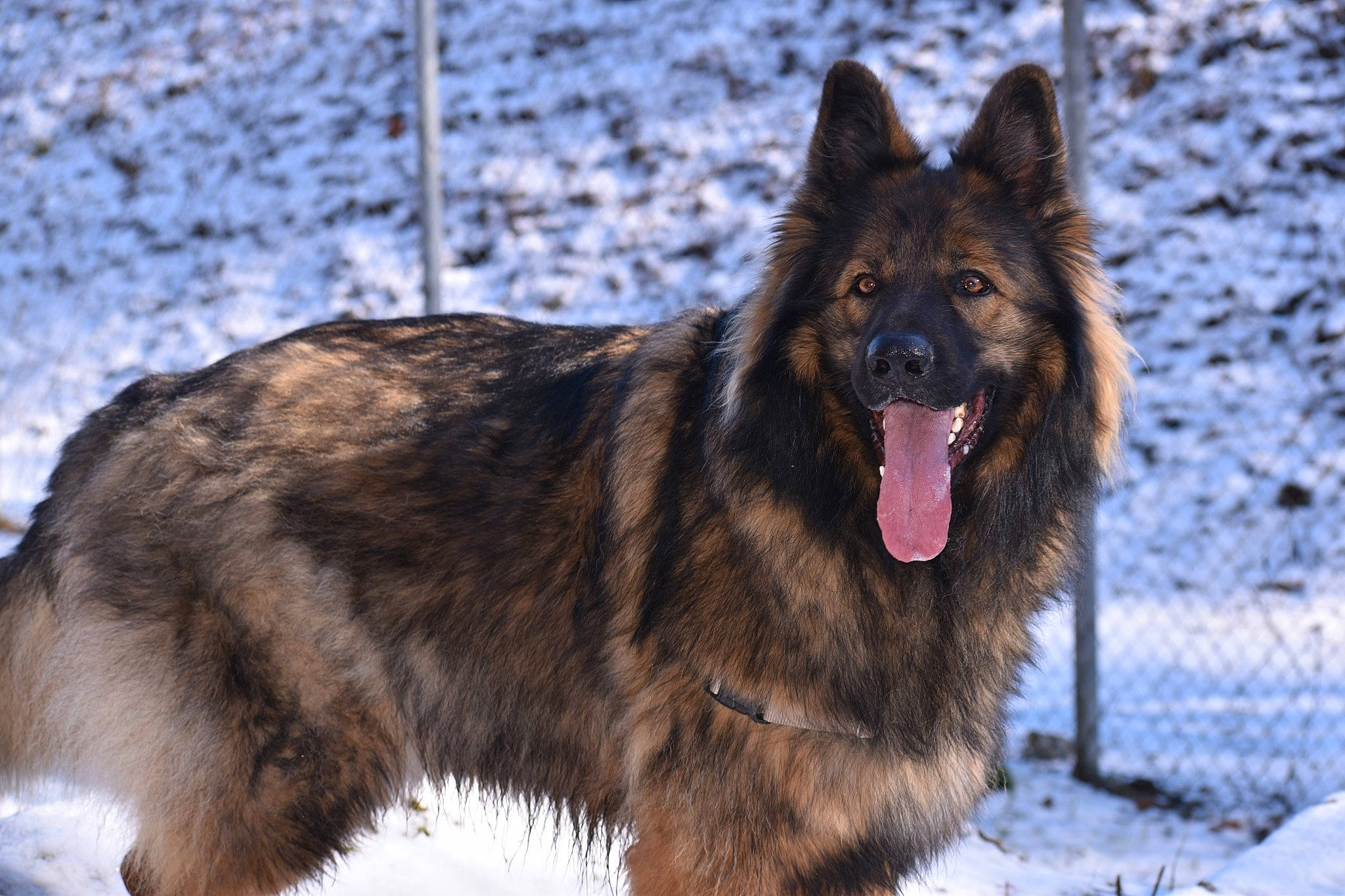 Hélios a rejoint le concours — aidez-le/la à gagner de superbes lots ! belgian_shepherd, bohemian_shepherd, canidae, carnivore, dog, dog_breed, east_european_shepherd, king_shepherd, kunming_wolfdog, mammal, native_american_indian_dog, old_german_shepherd_dog, rare_breed_dog, shiloh_shepherd_dog, sporting_group, tervuren, vertebrate, wolfdog