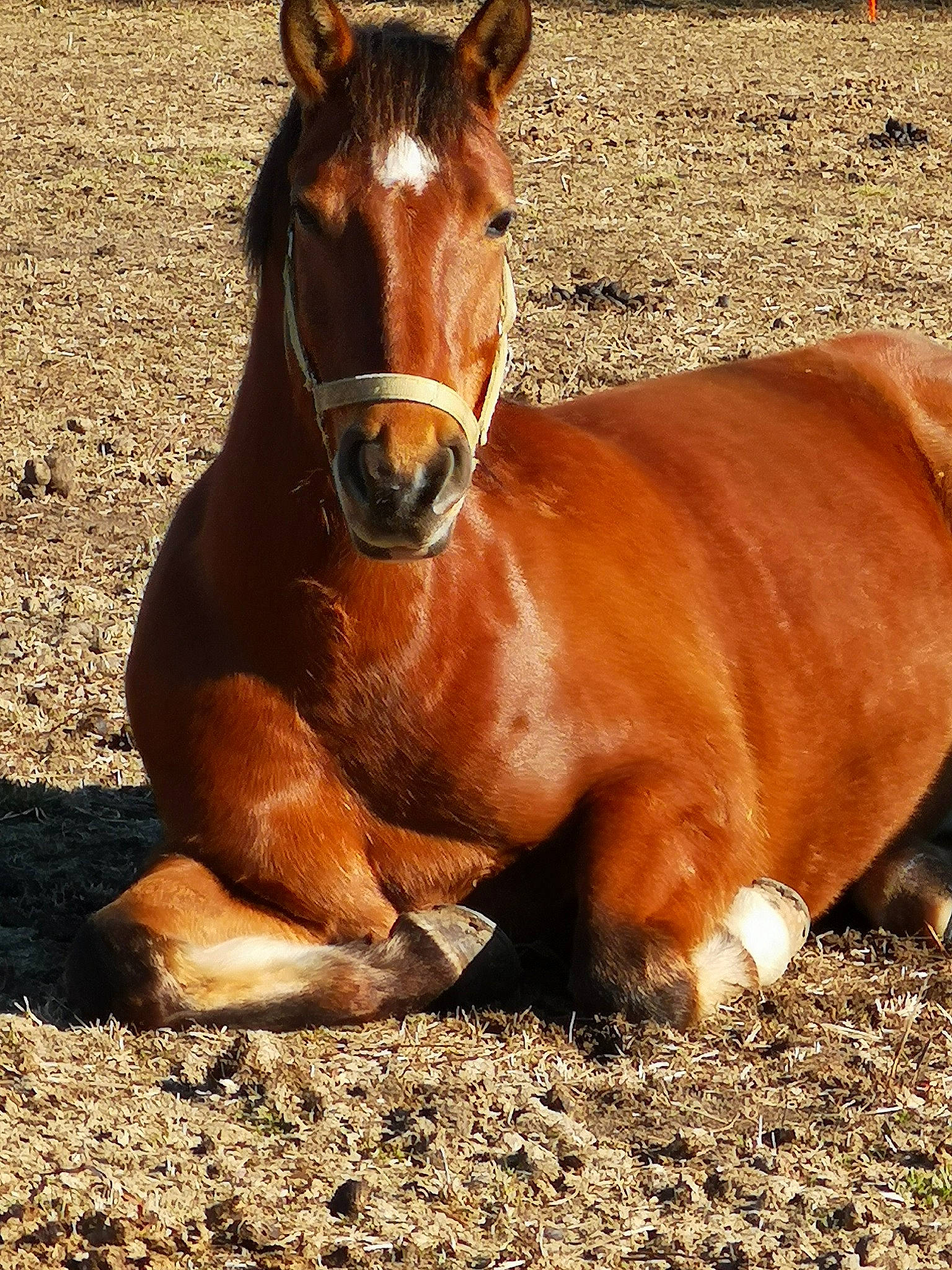 Népal a rejoint le concours — aidez-le/la à gagner de superbes lots ! colt, foal, horse, liver, livestock, mammal, mane, mare, mustang_horse, snout, sorrel, stallion, vertebrate