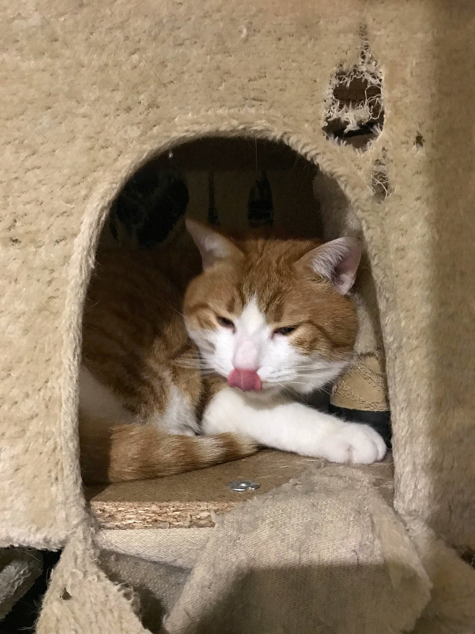 Garfield a rejoint le concours — aidez-le/la à gagner de superbes lots ! aegean_cat, american_wirehair, arabian_mau, asian, carnivore, cat, domestic_short_haired_cat, european_shorthair, fawn, felidae, kitten, ojos_azules, polydactyl_cat, small_to_medium_sized_cats, snout, tabby_cat, whiskers