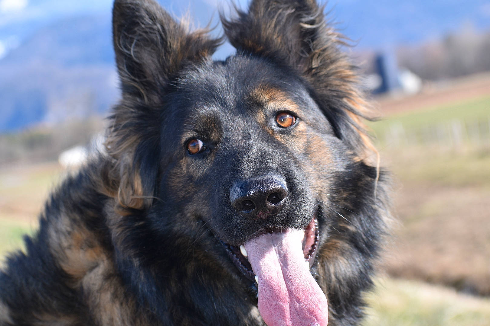 Hanko a rejoint le concours — aidez-le/la à gagner de superbes lots ! bohemian_shepherd, canidae, carnivore, dog, dog_breed, east_european_shepherd, german_shepherd_dog, herding_dog, king_shepherd, kunming_wolfdog, mammal, mudi, old_german_shepherd_dog, rare_breed_dog, shiloh_shepherd_dog, snout, sporting_group, tervuren, vertebrate