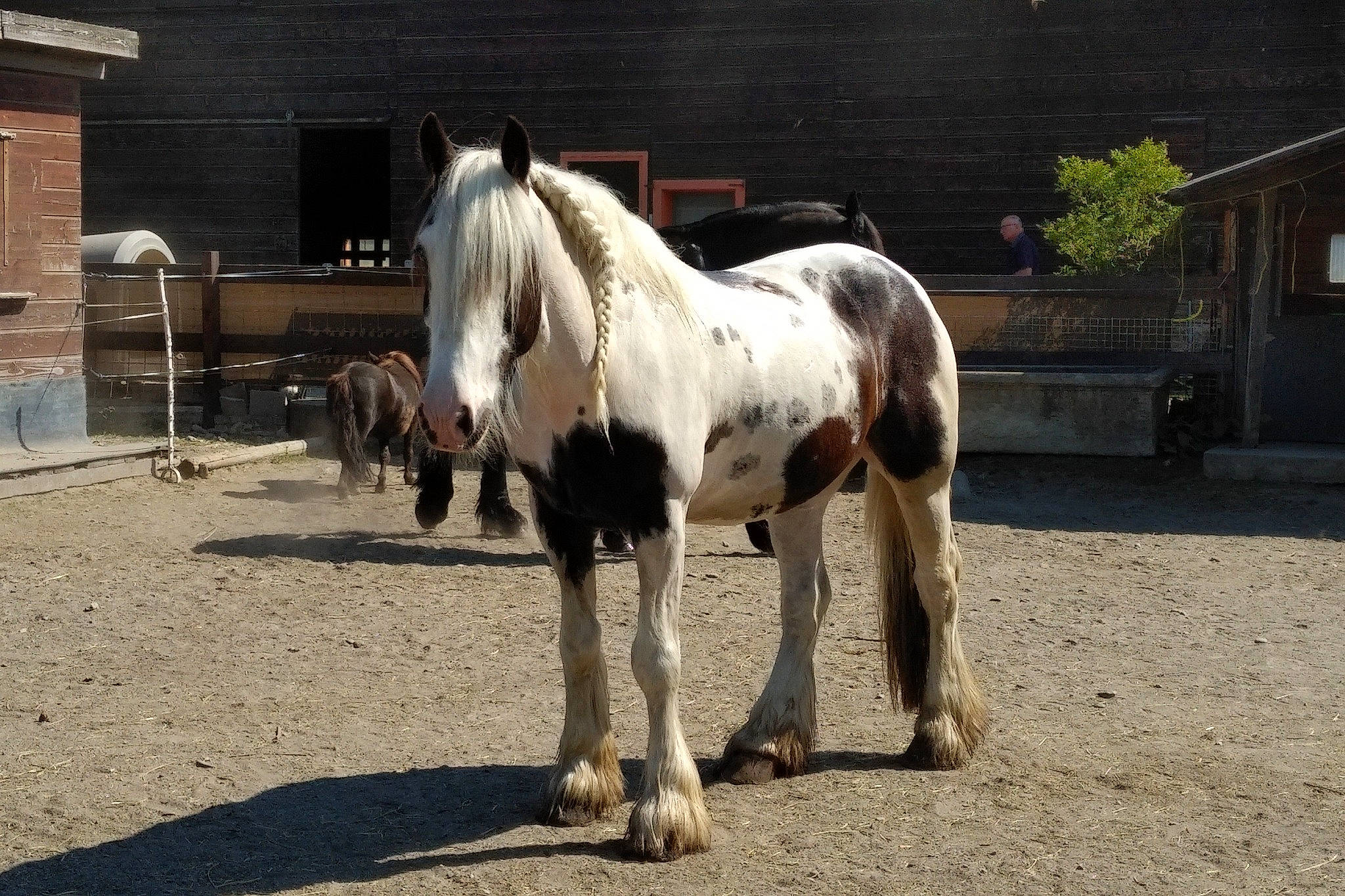 Cochise a rejoint le concours — aidez-le/la à gagner de superbes lots ! colt, horse, horse_supplies, landscape, livestock, mammal, mane, mare, mustang_horse, pack_animal, pony, ranch, shetland_pony, snout, stallion, vertebrate