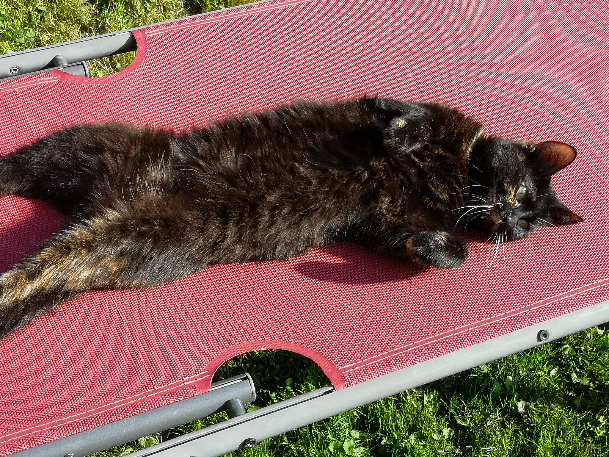 Dakota a rejoint le concours — aidez-le/la à gagner de superbes lots ! canidae, carnivore, cat, dog, dog_breed, felidae, fur, grass, small_to_medium_sized_cats, sporting_group, tail