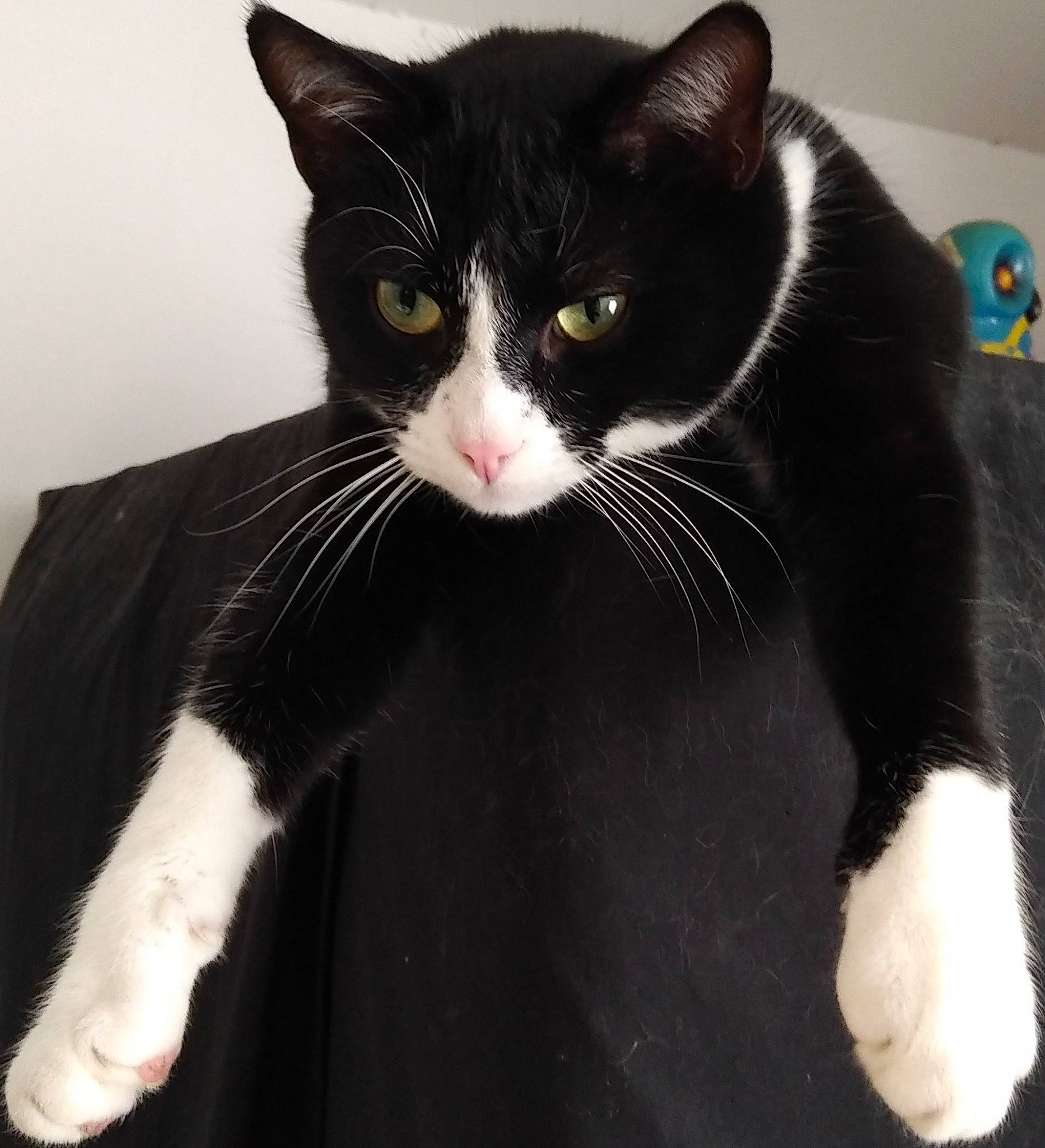 Jack a rejoint le concours — aidez-le/la à gagner de superbes lots ! american_wirehair, black, black_and_white, black_cat, carnivore, cat, domestic_short_haired_cat, felidae, fur, mammal, paw, polydactyl_cat, small_to_medium_sized_cats, tail, whiskers