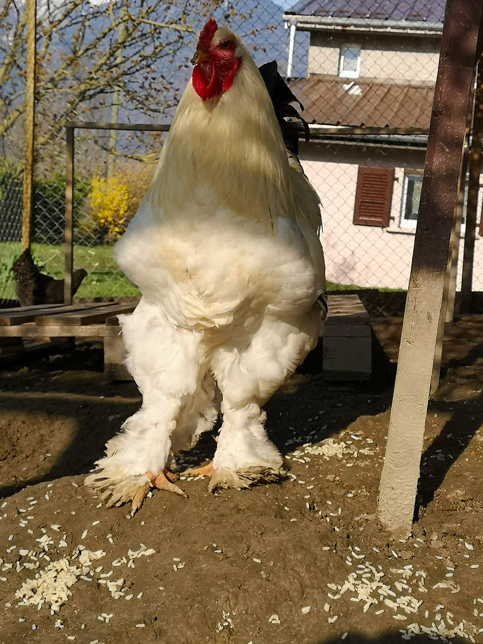 Ange participe au concours pour gagner de l'argent avec cette photo : beak, bird, chicken, comb, fowl, galliformes, livestock, poultry, rooster