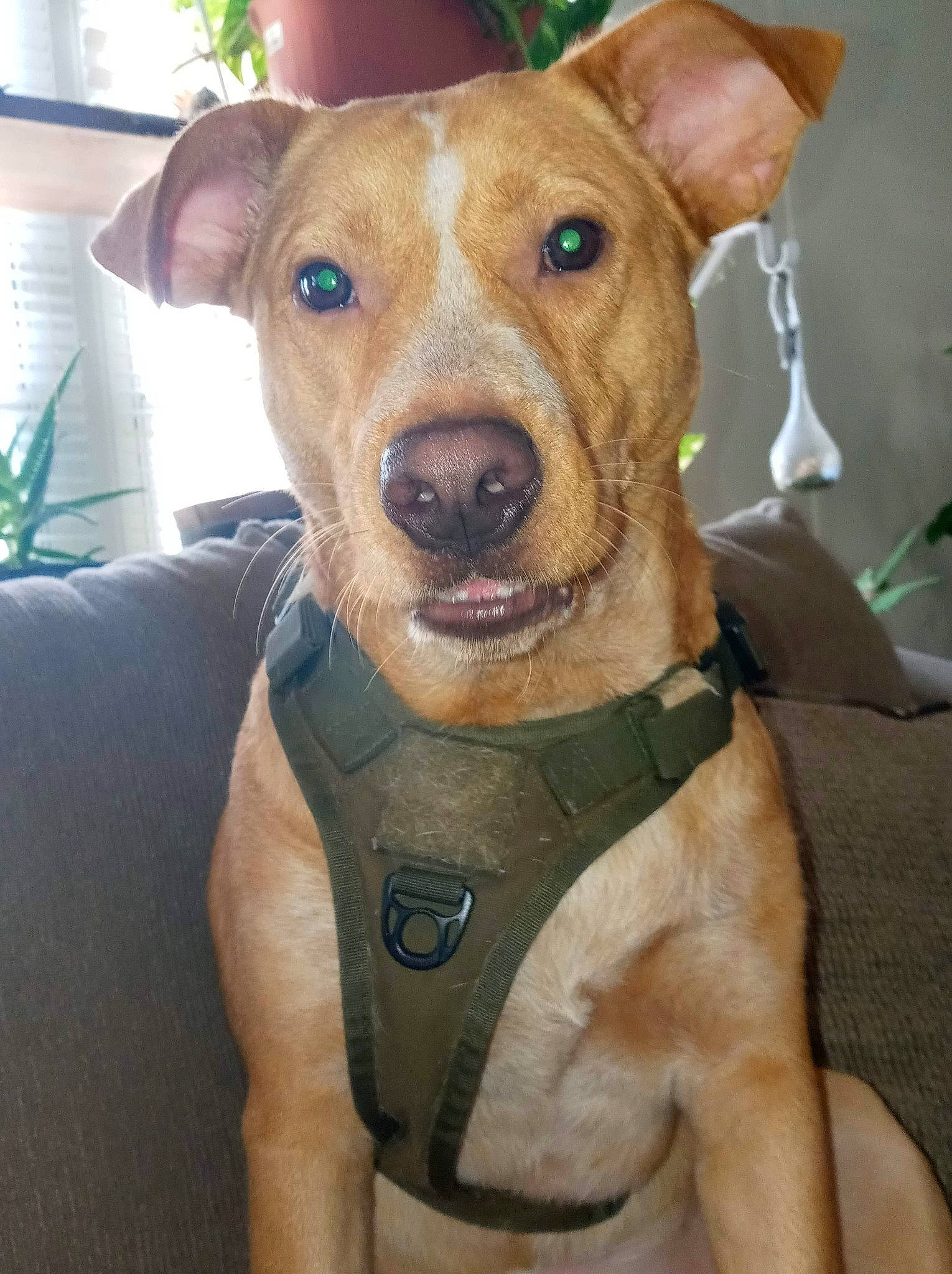 Max joined the competition — help win amazing prizes! canidae, carnivore, collar, companion_dog, dog, dog_breed, dog_collar, dog_supply, ear, fawn, fur, houseplant, non_sporting_group, pet_supply, plant, snout, sporting_group, strap, whiskers, working_animal