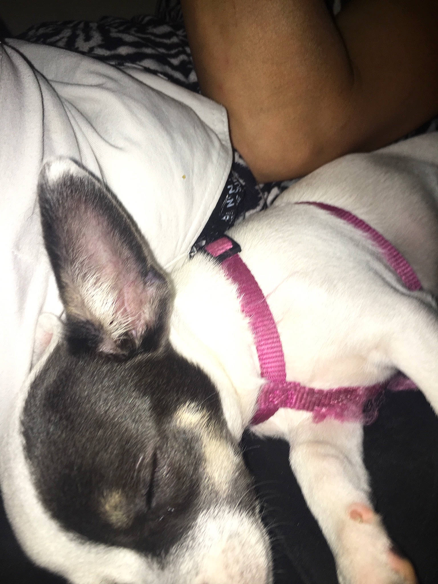 Ponny a rejoint le concours — aidez-le/la à gagner de superbes lots !