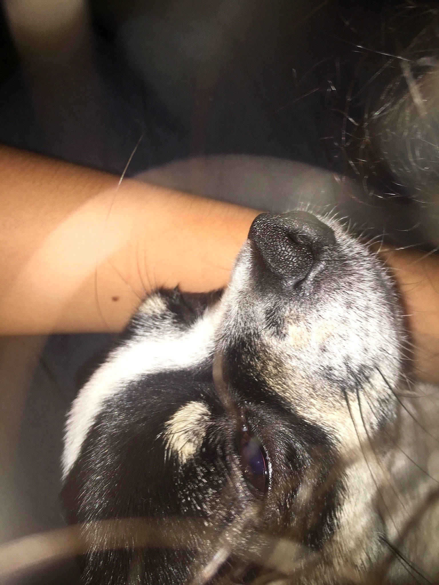 Meringue  a rejoint le concours — aidez-le/la à gagner de superbes lots !