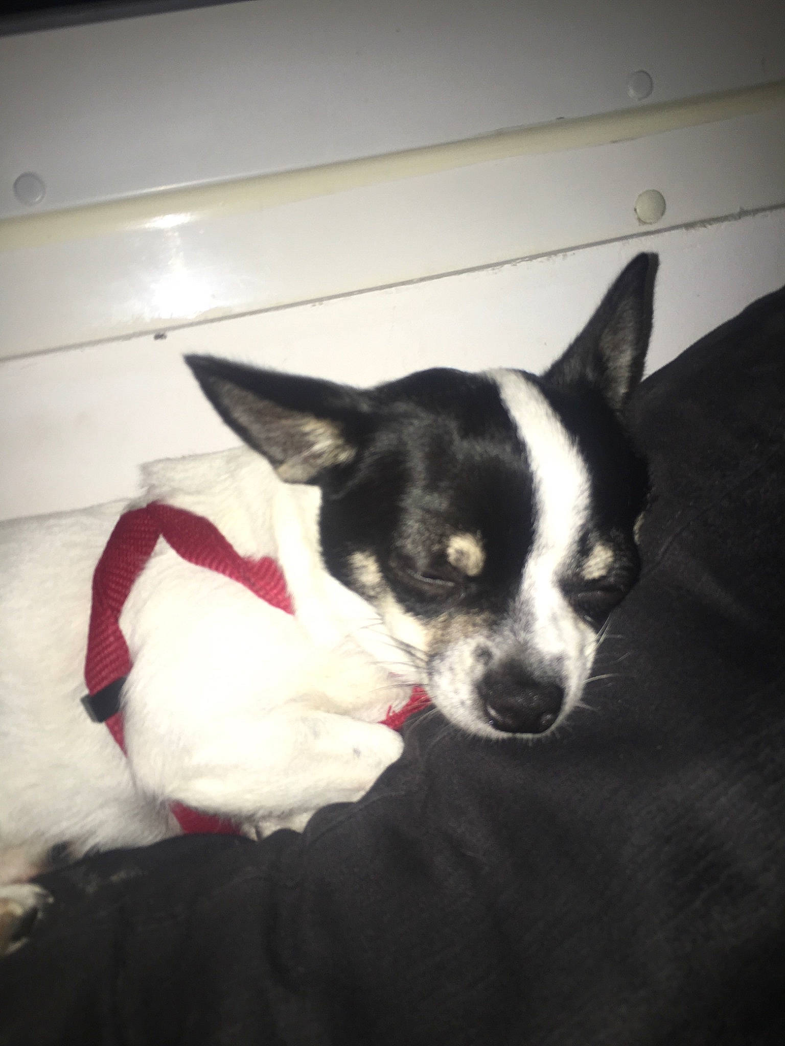 Meringue  a rejoint le concours — aidez-le/la à gagner de superbes lots !