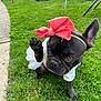 dog, french_bulldog, bow, pink_bow, white_outfit, paw, grass, lawn, outdoor, pet, cute, animal, raising_paw, headband, small_dog, garden, summer, playful, sitting, closeup