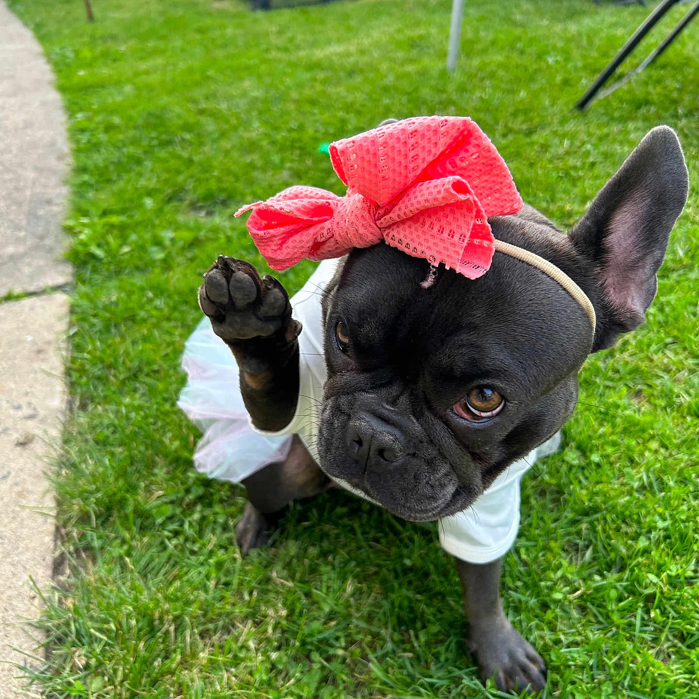 Luna joined the competition — help win amazing prizes! animal, bow, closeup, cute, dog, french_bulldog, garden, grass, headband, lawn, outdoor, paw, pet, pink_bow, playful, raising_paw, sitting, small_dog, summer, white_outfit