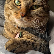 Charlee is registered to the contest to win money with this photo: cat, tabby, close_up, pet, feline, collar, indoor, relaxed, paws, whiskers, fur, bed, blanket, sleepy, portrait, animal, cute, soft_lighting, resting, domestic