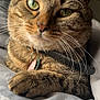 cat, tabby, close_up, pet, feline, collar, indoor, relaxed, paws, whiskers, fur, bed, blanket, sleepy, portrait, animal, cute, soft_lighting, resting, domestic