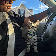 Tommiee joined the competition — help win amazing prizes! person, cat, kitten, car, seatbelt, yellow_cap, tattoo, window, sky, house, sunlight, collar, bell, steering_wheel, black_shirt, glasses, interior, portrait, seated, pet