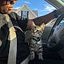 person, cat, kitten, car, seatbelt, yellow_cap, tattoo, window, sky, house, sunlight, collar, bell, steering_wheel, black_shirt, glasses, interior, portrait, seated, pet