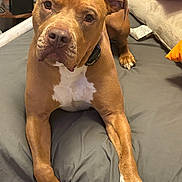 Ava Helena joined the competition — help win amazing prizes! animal, bed, brown_dog, canine, close_up, cozy, curious, dog, friendly, furniture, gray_bedspread, indoor, looking_at_camera, lying_down, orange_pillow, pet, shelf, sitting, white_chest, white_paws